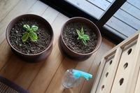 朝から大荒れ@屋久島