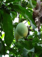 庭のマンゴー・2009 - Photo No.1