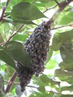 蜂の巣 - Photo No.2