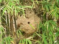 スズメバチの巣を駆除するの巻 - Photo No.1