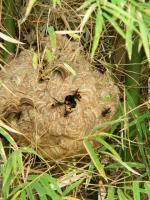 スズメバチの巣を駆除するの巻 - Photo No.3