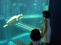 ジンベエザメを見に大阪・海遊館へ - Photo No.3