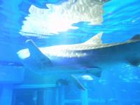 ジンベエザメを見に大阪・海遊館へ - Photo No.5