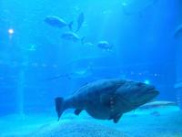 ジンベエザメを見に大阪・海遊館へ - Photo No.7
