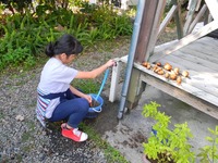 収穫したての里芋で...（2）