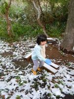 屋久島で雪（1）