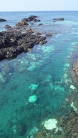 サンゴの白化現象＠屋久島（2）