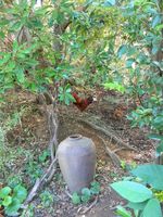 飼ってる鶏の卵（2）