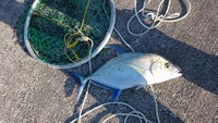 みんな大好きIsland trevally