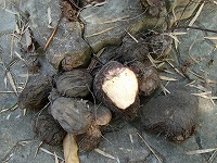 庭で収穫した山芋（自然薯）