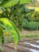 バナナの木（2）