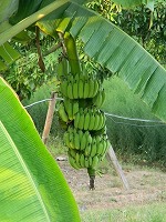 バナナの木（3）