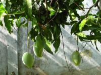 庭のマンゴー・2009 - Photo No.2
