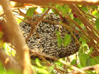 蜂の巣 - Photo No.4