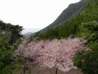 屋久島の桜 - Photo No.1
