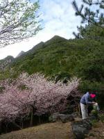 屋久島の桜 - Photo No.2