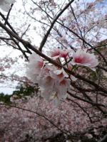 屋久島の桜 - Photo No.4