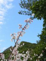 屋久島の桜 - Photo No.6