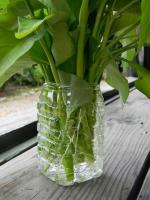 空芯菜をプランターで栽培してみる - Photo No.4