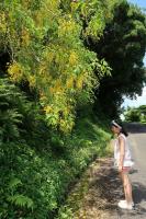 屋久島のゴールデンシャワーツリー - Photo No.1
